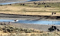 Bison stampeding at yellowstone np