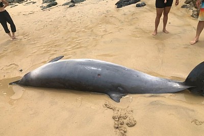 Beaked WHALES