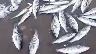 2000 FISH die in CANADA