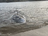 Dolphins stranded in IRELAND