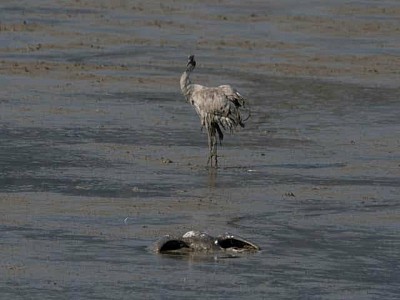 AVIAN FLU IN ISRAEL