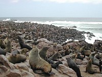 Seals dying off in Africa