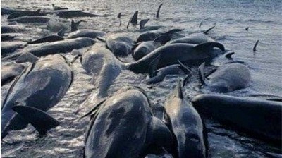 33 stranded whales die in New Zealand