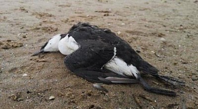 1000s of SEA BIRDS in SCOTLAND