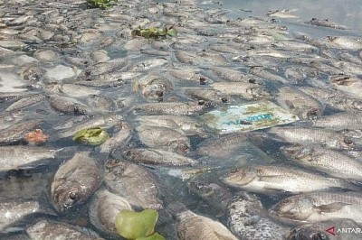 362 TONS of FISH in INDONESIA