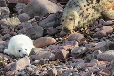 SEAL PUPS