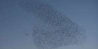 BIRDS rain down on People in SPAIN