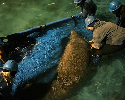 Manatees dying in FLORIDA