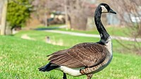 Geese AVIAN FLU Canada