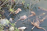 Turtles due off in INDIA