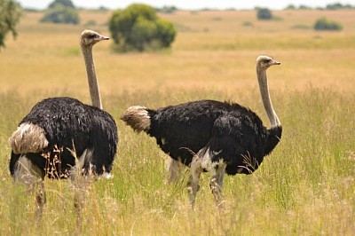 OSTRICHES found in Africa