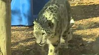 Snow leopard in Nebraska