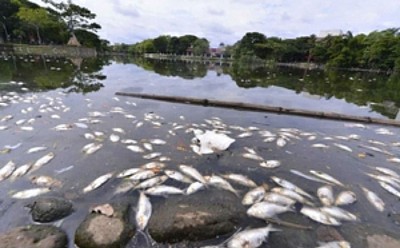 Dead fish Tabasco MEXICO