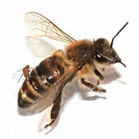 Parasitic fly