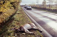 Zombie deer in New York