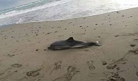Dolphins in Spain