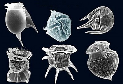 Dinoflagellate