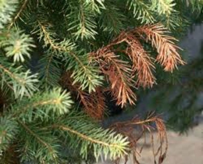 Brown evergreens