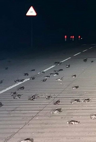 Birds fall from sky