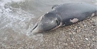 Dead whale in Greece