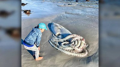 Giant SQUID south Africa