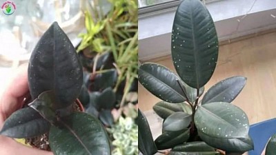 White spots on rubber tree