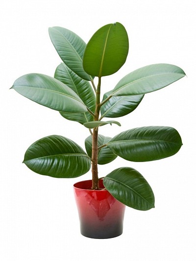 Rubber plant