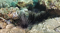 Sea urchins