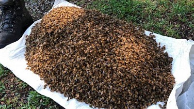 Massive Bee deaths