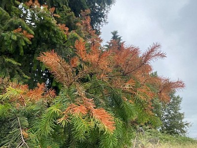 Brown evergreens