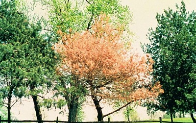 Brown evergreens