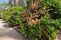 Brown boxwoods