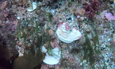 Bleached in new Zealand