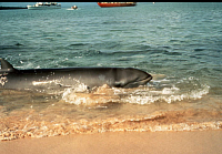 Beached whale