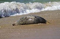 Caspian SEALS