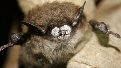 White nose syndrome