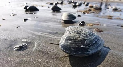 Paralytic shellfish poisoning