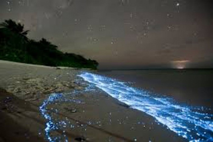 Bioluminescence