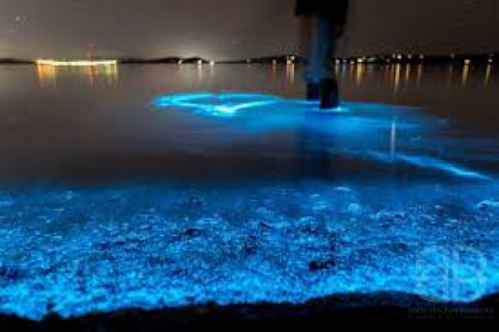 Bioluminescence