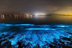 Bioluminescence