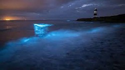 Bioluminescence