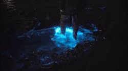 Bioluminescence