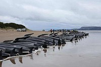 Over 200 pilot whales