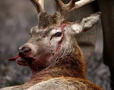 Zombie Deer Disorder