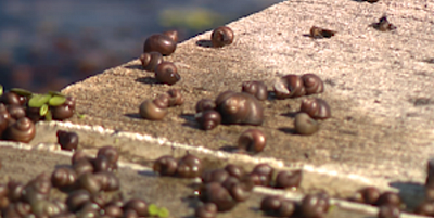 Dead snails Florida