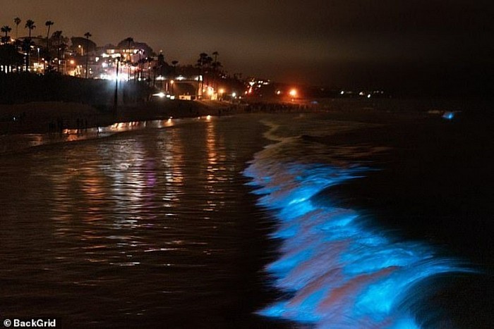 Bioluminescence