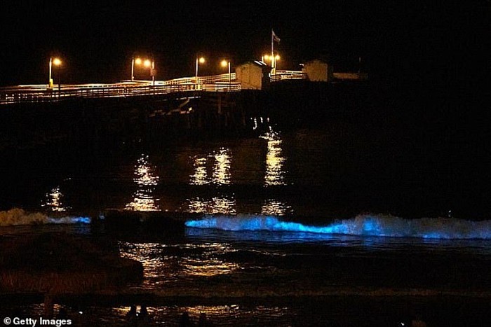 Bioluminescence