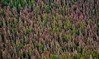 Dead firs in Oregon