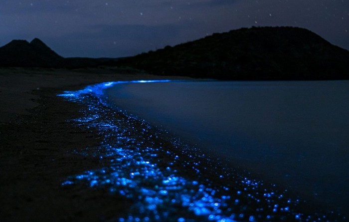 BIOLUMINESCENCE