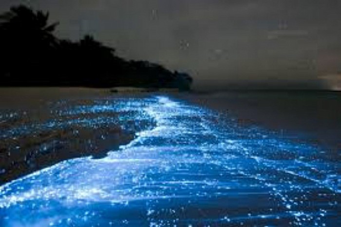 Bioluminescence